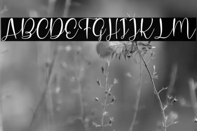 Charlotte Hasanah Polices examples