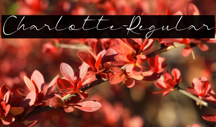 Charlotte-Regular Example 2