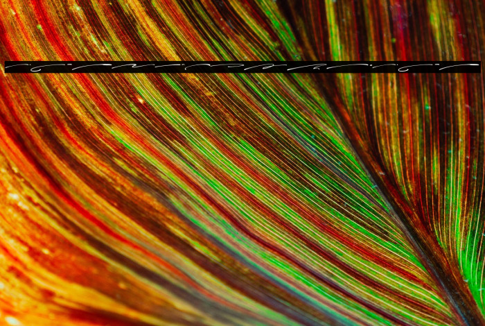 Charlotte Southern Swash Example 1