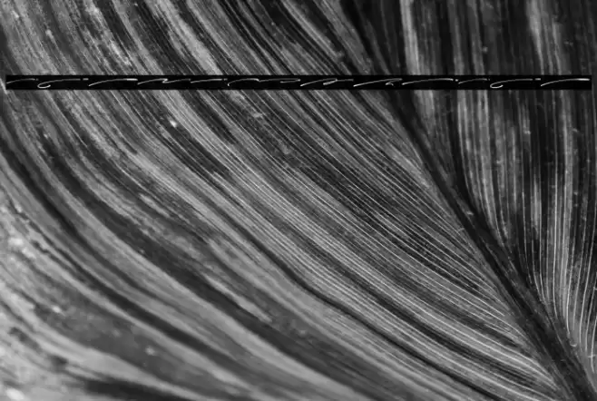 Charlotte Southern Swash Font examples