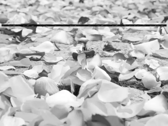 Charlotte Southern Swash Font examples