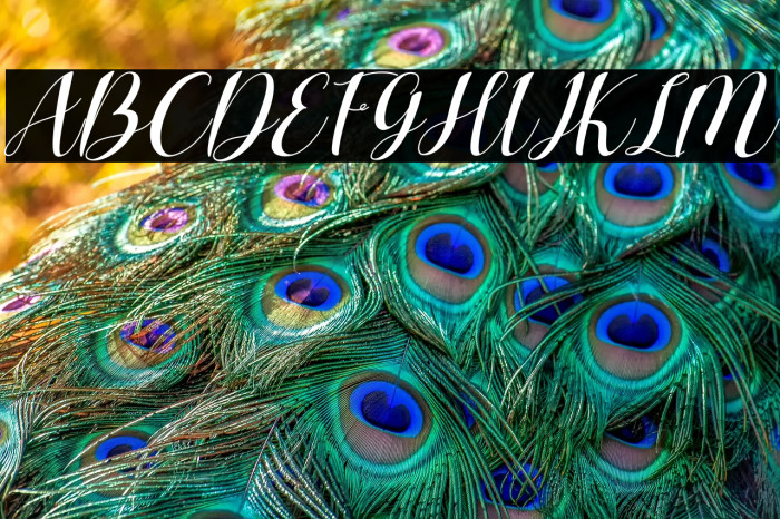 Charlotte Wilson Italic Example 2