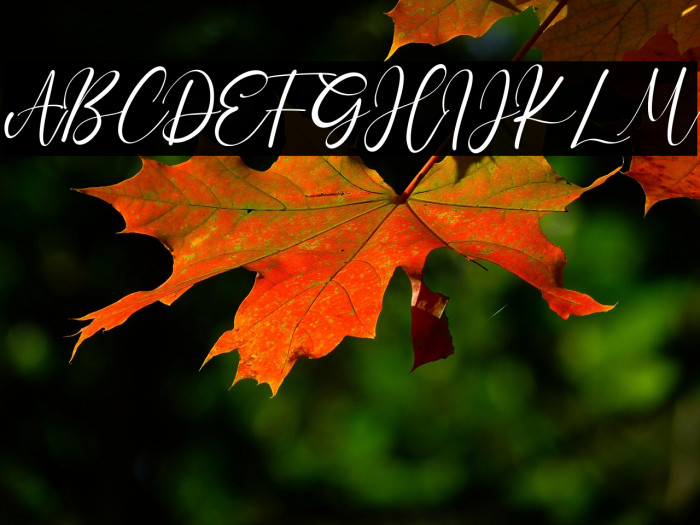 CharlotteBella Example 1