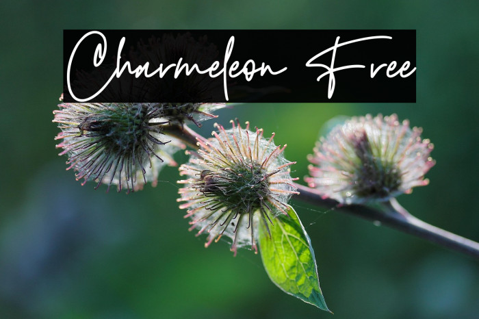 Charmeleon Free Example 3