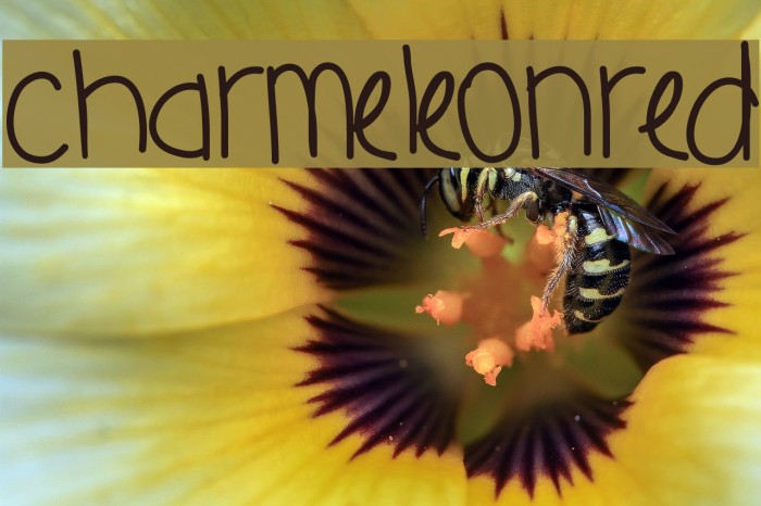 CharmeleonRed Font examples