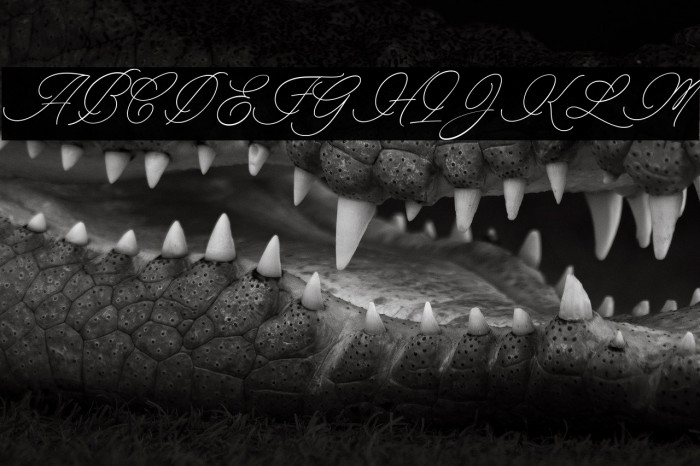 Charmline Script Personal Use Example 3