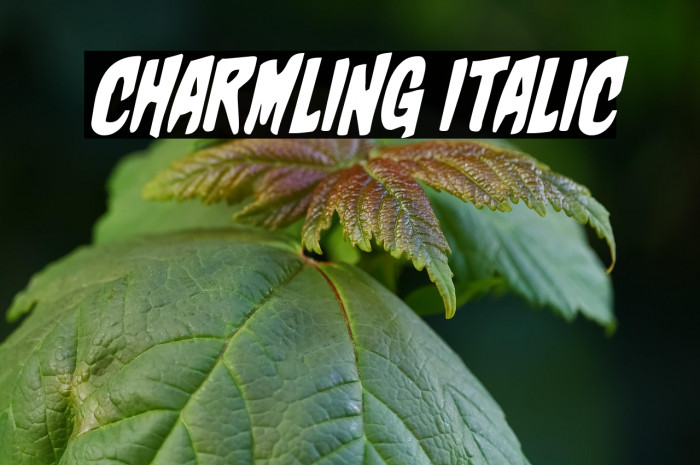 Charmling Italic Example 1