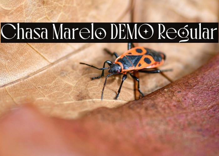 Chasa Marelo DEMO Regular Example 2