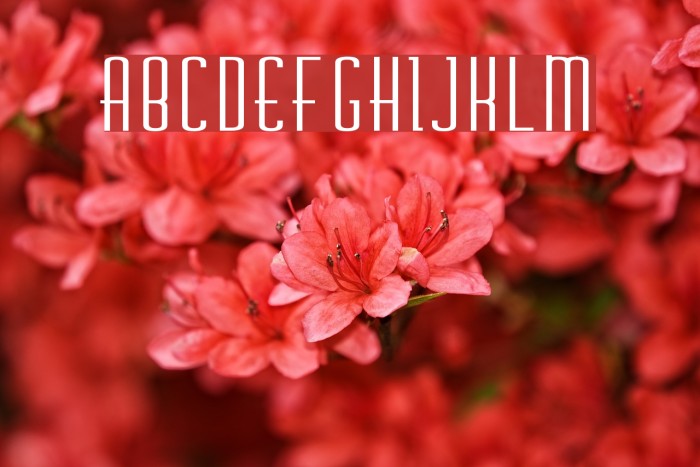 Chasline-Bold Bold Schriftart examples