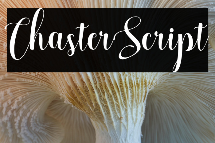 ChasterScript Example 3