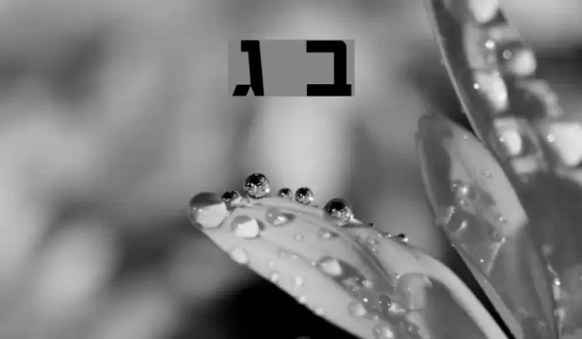 Chaya Bold Font examples