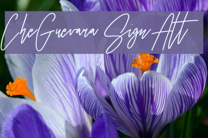 CheGuevara Sign Alt Font examples