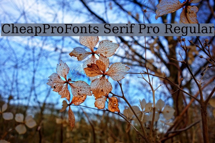 CheapProFonts Serif Pro Regular Font examples