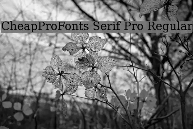 CheapProFonts Serif Pro Regular Шрифта examples