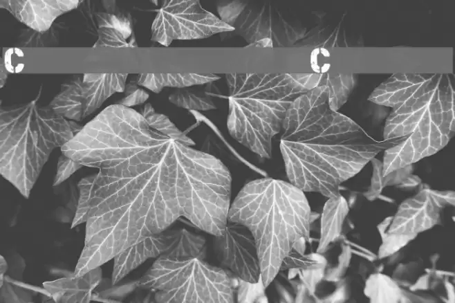 Checkpoint Charlie Font examples