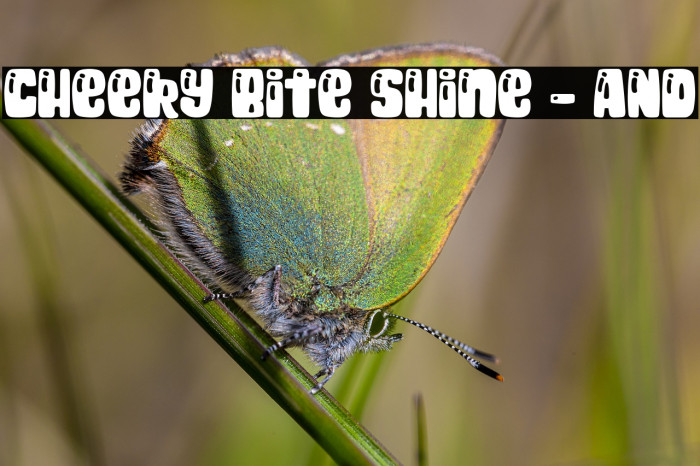Cheeky Bite Shine - AND Font examples
