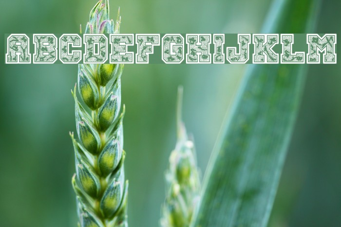 Cheer Lace Leader Example 1