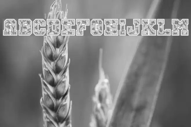 Cheer Lace Leader Font examples