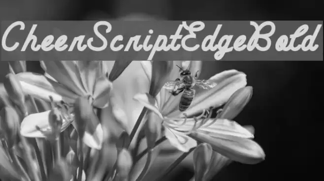 CheerScriptEdgeBold Font examples