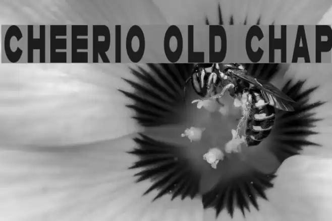 Cheerio Old Chap Font examples
