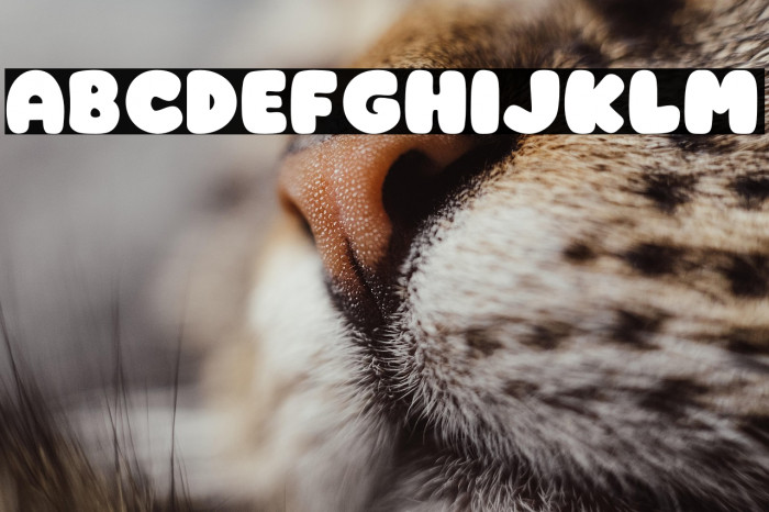 Cheese PERSONAL USE ONLY! Example 1