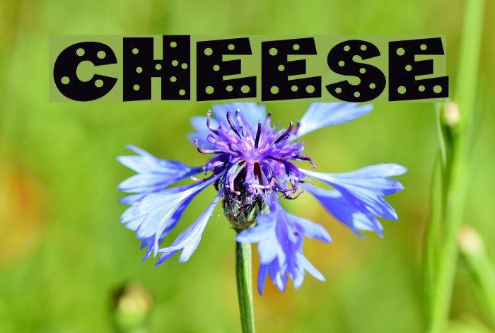 Cheese Font examples