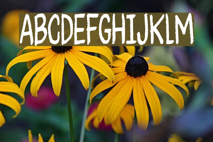 CheesegumDEMO Font examples