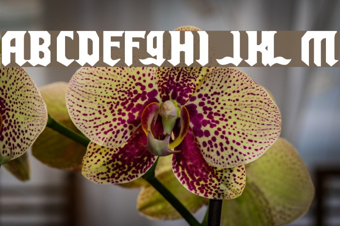 Chello Playah Font examples
