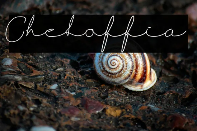 Cheloffia Example 2