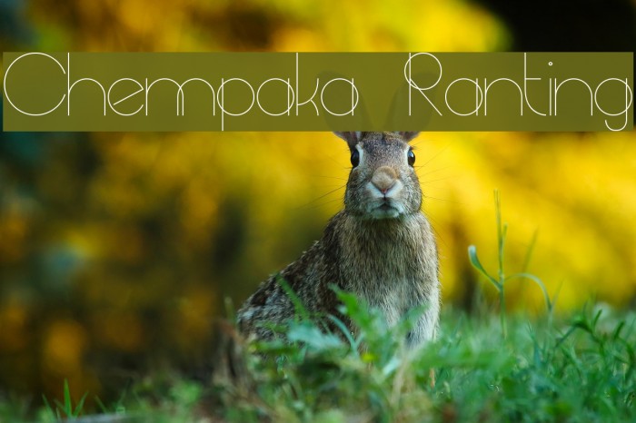 Chempaka Ranting Font examples