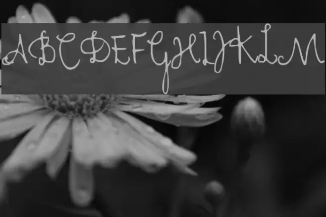 Cher Font Font examples