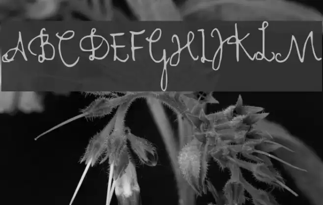 Cher Font Font examples