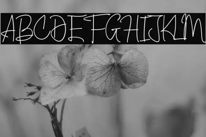 Cherill Font examples