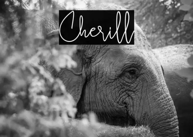 Cherill Font examples