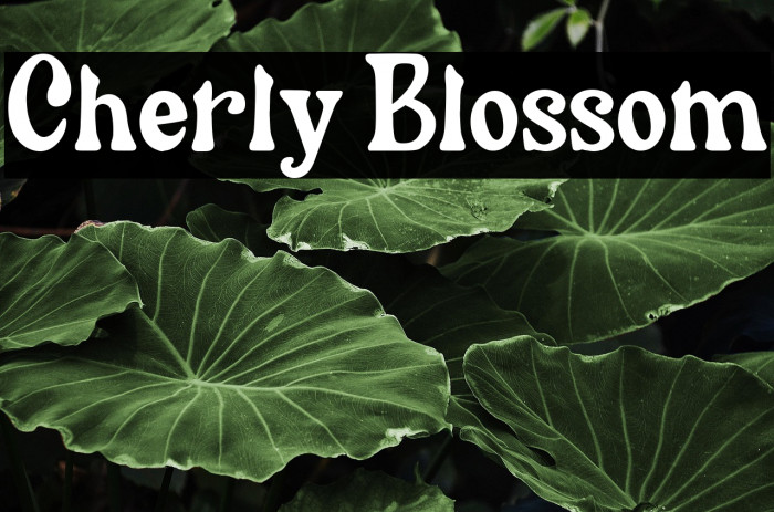 Cherly Blossom Example 2