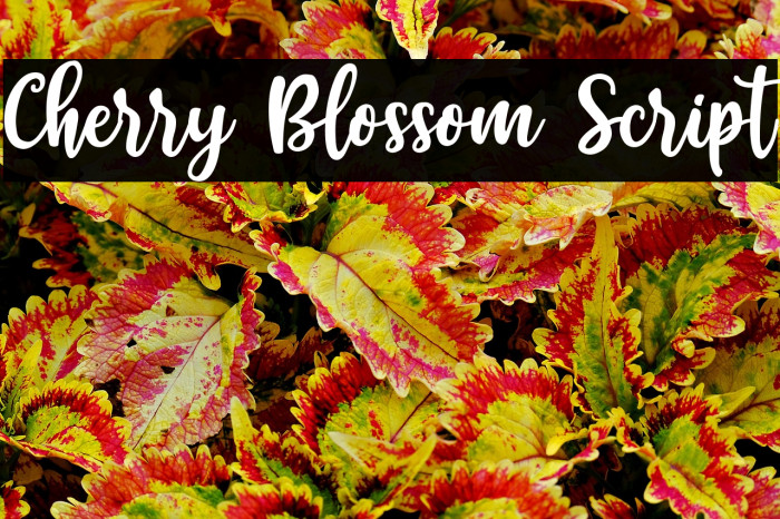 Cherry Blossom Script Example 3