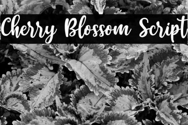 Cherry Blossom Script Font examples