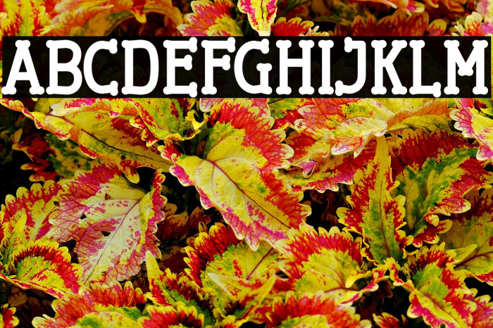 Cherrytha Two Example 1