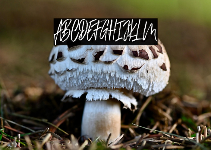 ChesterBrush Example 1