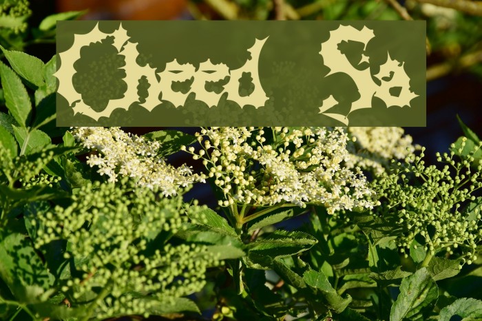 Chewed Straw Font examples