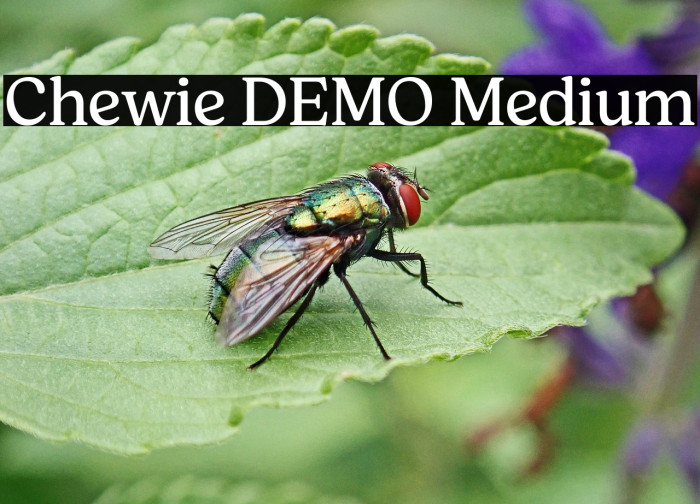 Chewie DEMO Medium Example 2