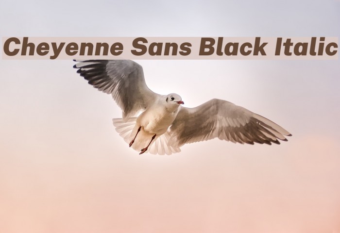 Cheyenne Sans Black Italic Font examples