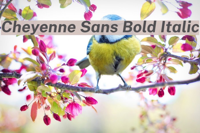 Cheyenne Sans Bold Italic Font examples