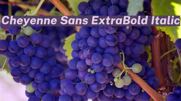 Cheyenne Sans ExtraBold Italic Font examples