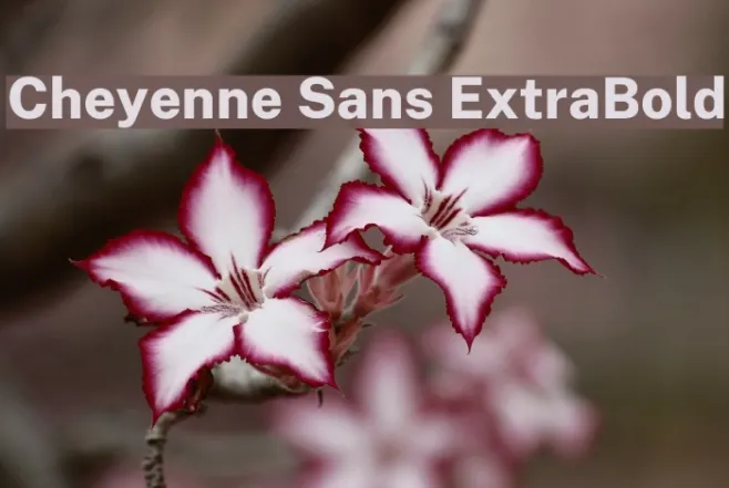 Cheyenne Sans ExtraBold Example 1