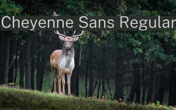 Cheyenne Sans Regular Font examples