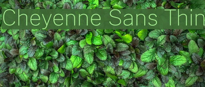 Cheyenne Sans Thin Font examples