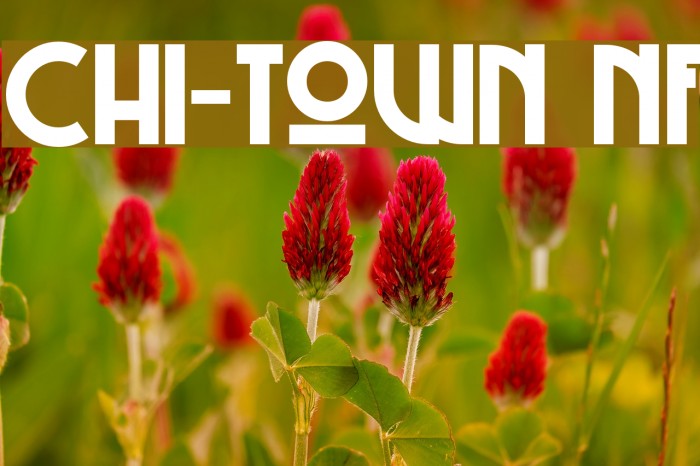 Chi-Town NF Polices examples
