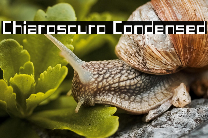 Chiaroscuro-Condensed Example 2