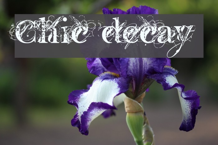 Chic decay Font examples